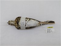 藏品(虎鶇)的圖片